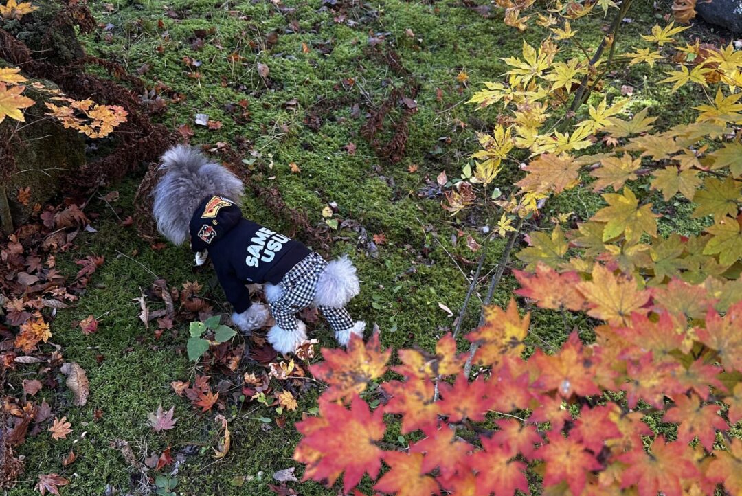 D-ForestKARUIZAWA
軽井沢
貸し別荘
わんちゃんと一緒
犬同伴
犬と泊まれる
貸切宿
おしゃれホテル
ラグジュアリーホテル
愛犬と旅行
愛犬とおでかけ
わんこと泊まれる宿
愛犬と泊まれる宿
ラグジュアリーヴィラ